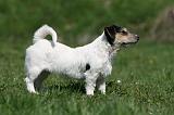 JACK RUSSEL 049